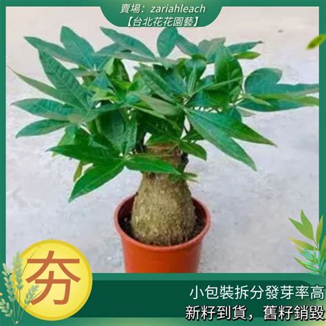 招財 植物|發財樹種類全攻略：瞭解不同品種的發財樹，打造吉祥如意的好運。